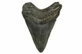 Fossil Megalodon Tooth - South Carolina #294399-1